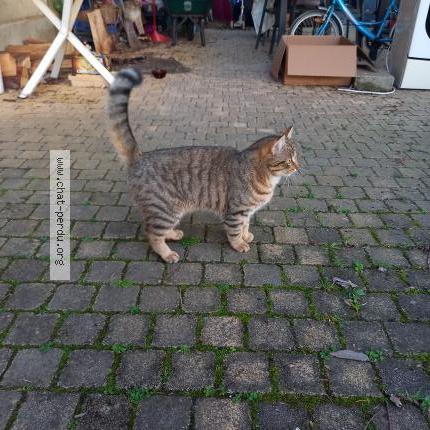 Photo 1/1 Chat retrouvé Trouvé à Chatellerault