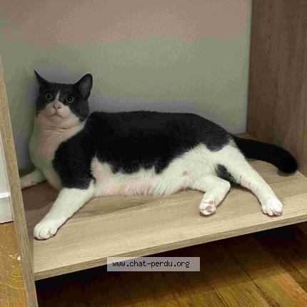 Photo de chat perdu à Aulnay Sous Bois