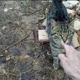 Photo de chat perdu à Pignans