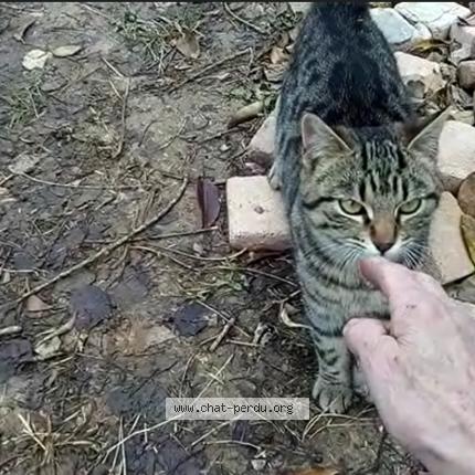 Photo 1/1 Oudini Chat perdu à Pignans