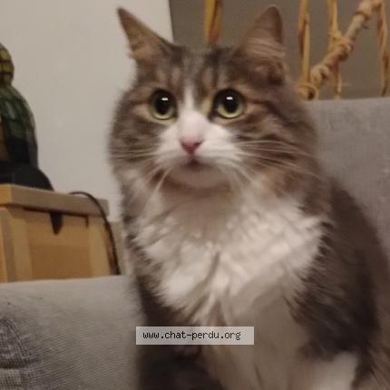 Photo de chat perdu à Villeurbanne