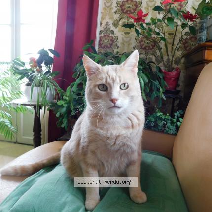 Photo de chat perdu à Charolles