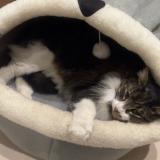 Photo de chat perdu à Nice