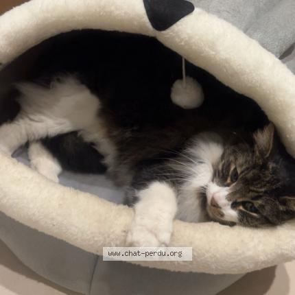 Photo 1/1 Oreo Chat perdu à Nice
