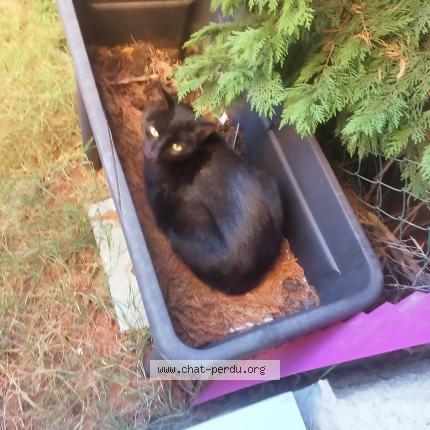 Photo de chat perdu à Toulouse
