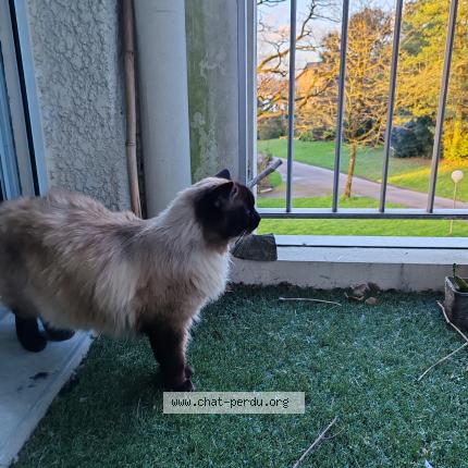 Photo de chat perdu à Saint Sebastien Loire