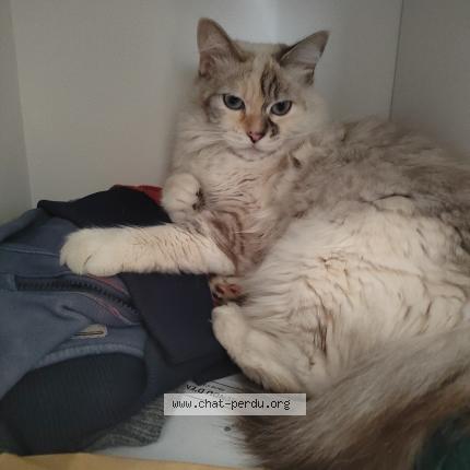 Photo de chat perdu à Audenge