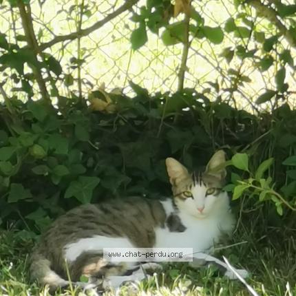 Photo de chat perdu à Nevers