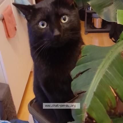 Photo de chat perdu à Lille
