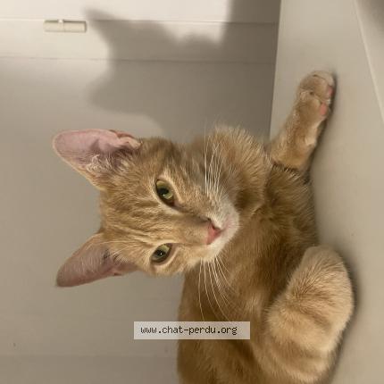 Photo de chat perdu à Toulouse