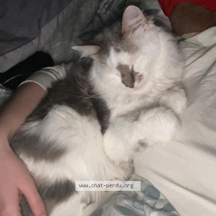 Photo de chat perdu à Bordeaux