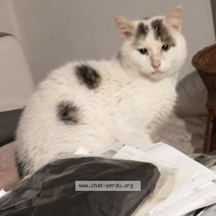 Photo de chat perdu à Alligny En Morvan