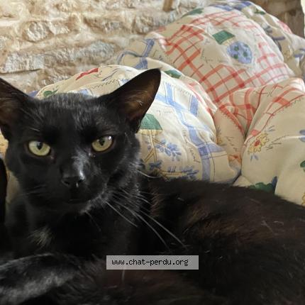 Photo de chat perdu à Is Sur Tille