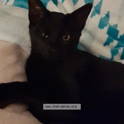 Photo 1/1 Thalès Chat perdu à Rioux le gue d allere