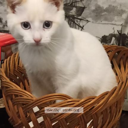 Photo de chat perdu à Laval