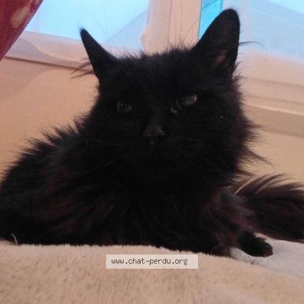 Photo de chat perdu à Angers