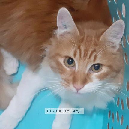 Photo 1/1 Pitouch Chat perdu à Saint genis des fontaines