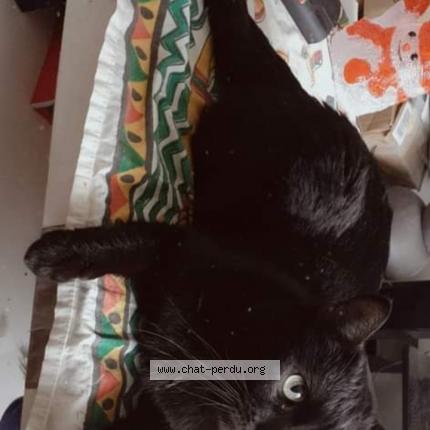 Photo de chat perdu à Franconville La Garenne