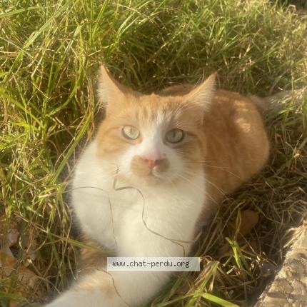Photo de chat perdu à Six Fours Les Plages