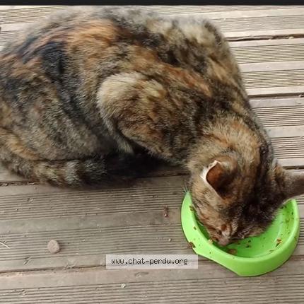 Photo 1/1 Pitchounette Chat perdu à Pignans