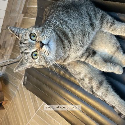 Photo de chat perdu à Bezons