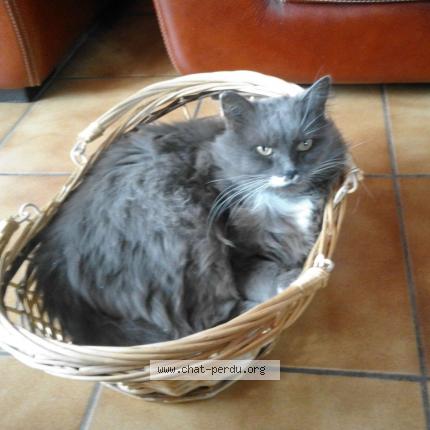 Photo de chat perdu à Saleilles