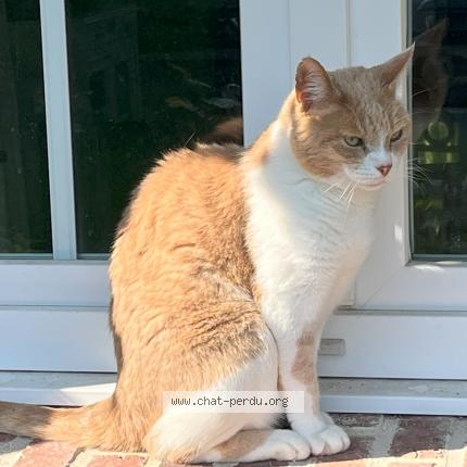 Photo de chat perdu à Saint Valery En Caux