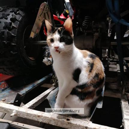 Photo de chat perdu à Nissan Lez Enserune