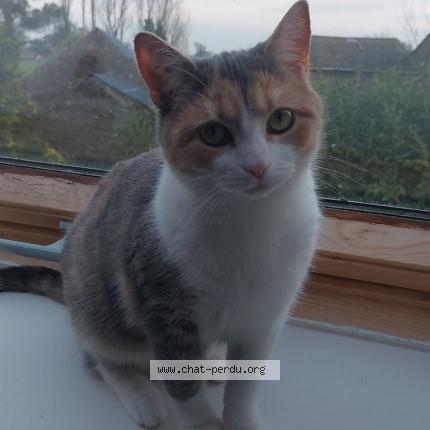 Photo de chat perdu à Ploufragan
