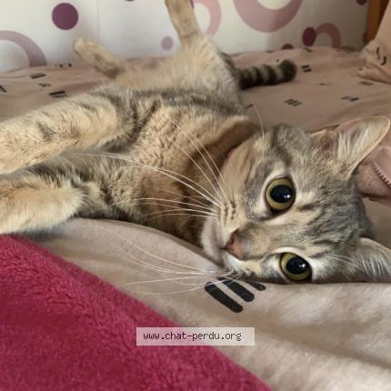 Photo de chat perdu à Lanester