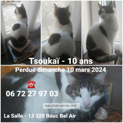Photo 1/1 Chat retrouvé Perdu à Bouc Bel Air