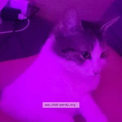 Photo de chat perdu à Gleize Villefranche