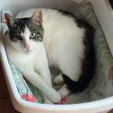 Photo de chat perdu à Spay