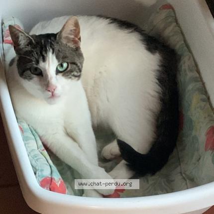 Photo 1/1 Chat retrouvé Perdu à Spay