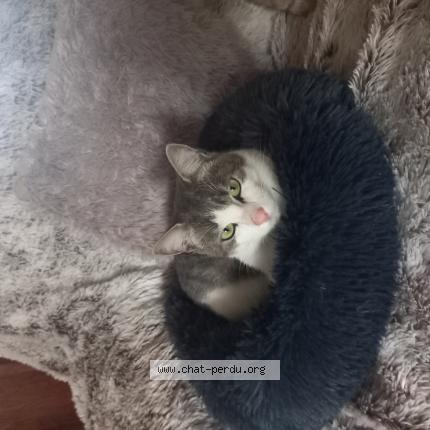 Photo 1/1 Martine Bandet Chat perdu à Maubeuge