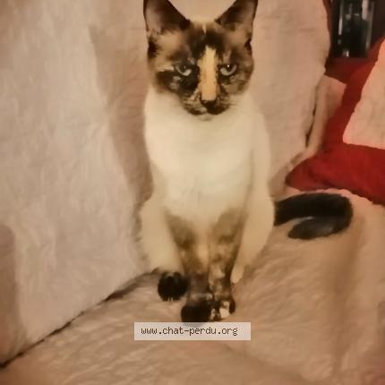 Photo de chat perdu à Watten