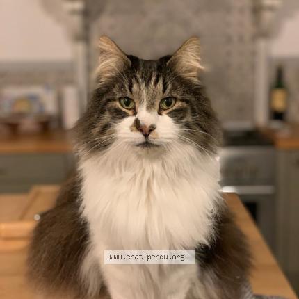 Photo de chat perdu à Annoeullin