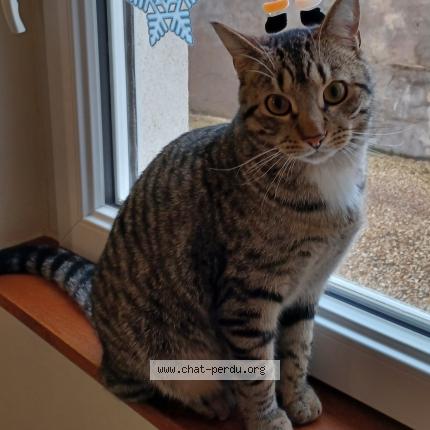 Photo de chat perdu à Luneville