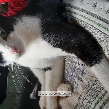 Photo 1/1 Nounours Chat perdu à Ayat sur sioule