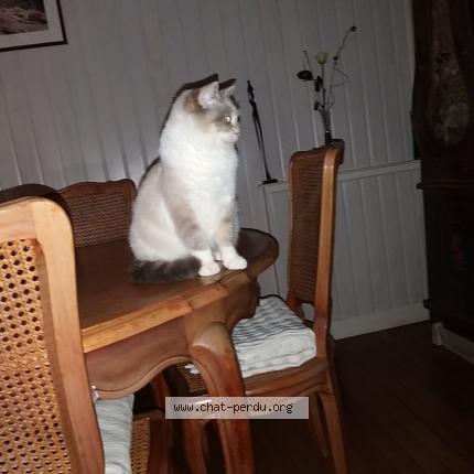 Photo de chat perdu à Nantes