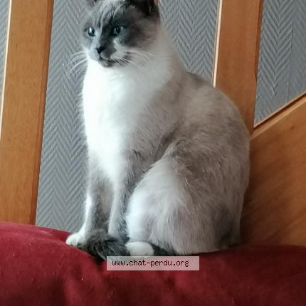 Photo de chat perdu à Ploufragan