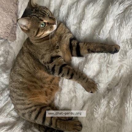 Photo 1/1 Minette Mimine Chat perdu à Amboise