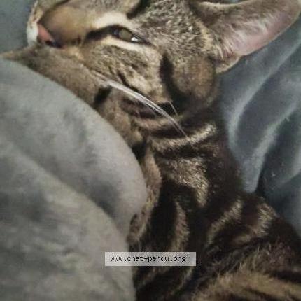 Photo 1/1 Chat retrouvé Perdu à Hantay
