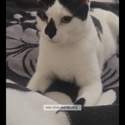Photo 1/1 Chat retrouvé Perdu à Venissieux