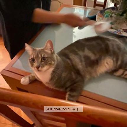 Photo de chat perdu à Cergy
