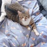 Photo de chat perdu à St Cezaire Sur Siagne