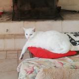 Photo de chat perdu à St Cezaire Sur Siagne
