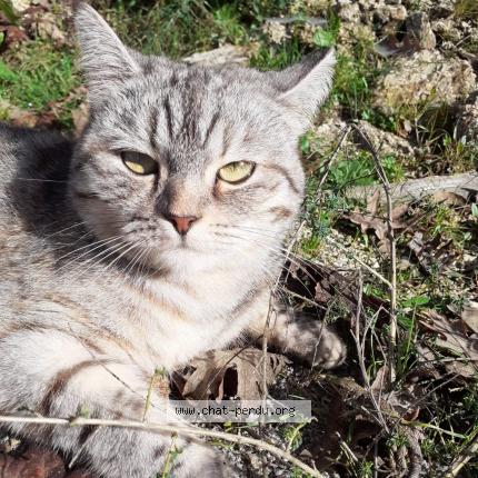 Photo 1/2 Patasse Chat perdu à Saint meloir des ondes