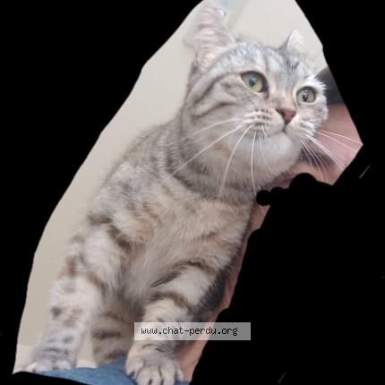 Photo 2/2 Patasse Chat perdu à Saint meloir des ondes