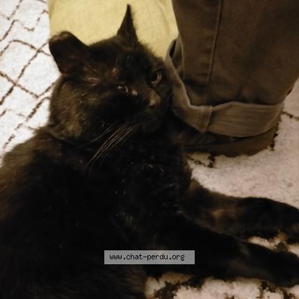 Photo 1/1 Chat retrouvé Perdu à Toulouse